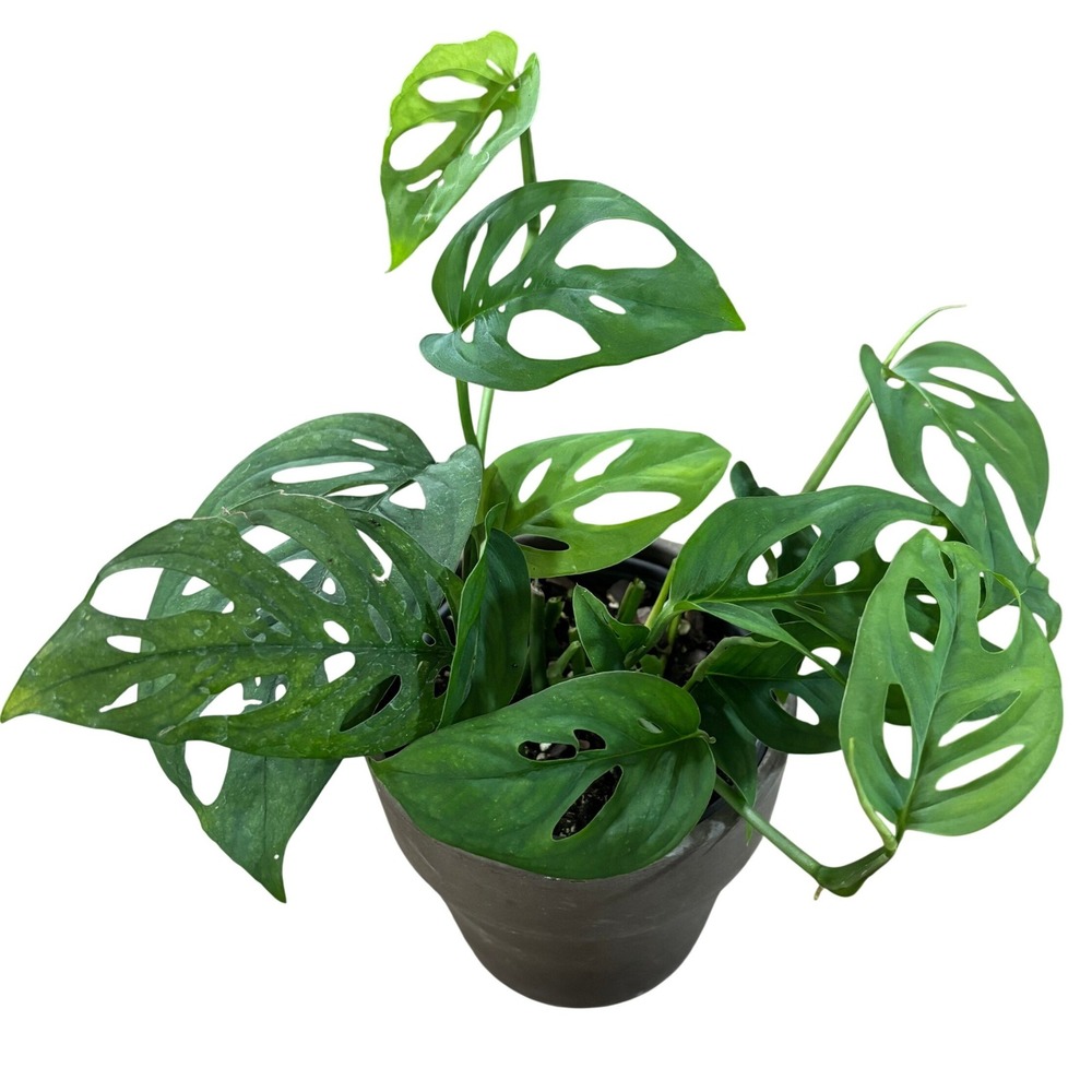 Monstera Adansonii Swiss Cheese Live Plant 4in Pot Rooted Fenestrated Vine
